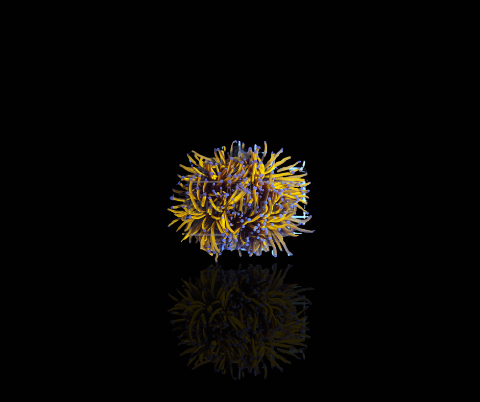 Euphyllia cristata gold